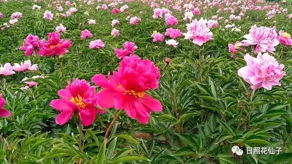 美炸了！初夏花仙子！有爱的人免费玩！把最美奉献给你！