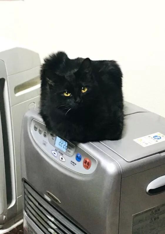 日本“手工鬼才”捏的小动物模型，比表情包还沙雕