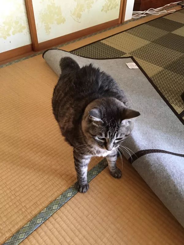 日本“手工鬼才”捏的小动物模型，比表情包还沙雕