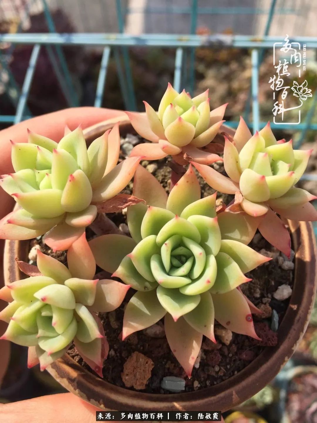 往后余生与花草相伴,往后余生与健康相伴