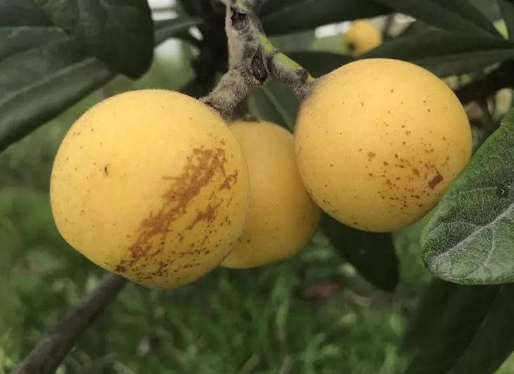 皮薄鲜甜多汁！去年卖爆的塘栖枇杷又来了，顺丰到家！