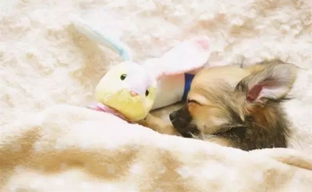 一招教你杀菌除螨,不用水洗怎样灭螨虫