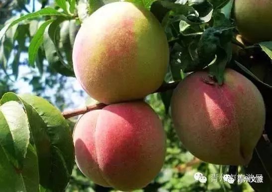 青州有什么商品,青州旅游购物