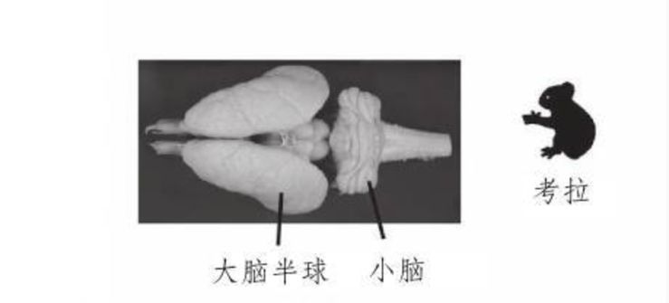 考拉要睡,考拉要努力
