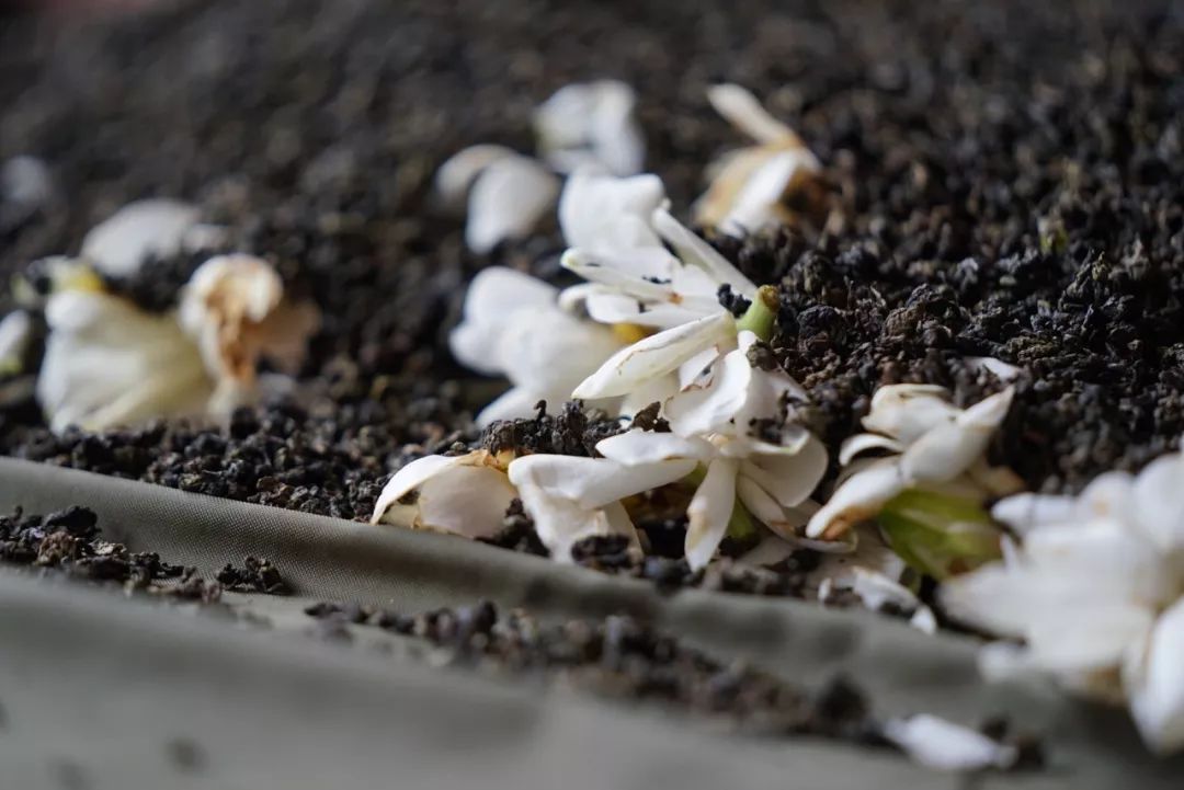 五月种草季,五月种草