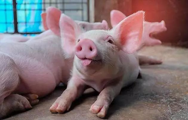 新型神奇胶水,新型生物胶水止血