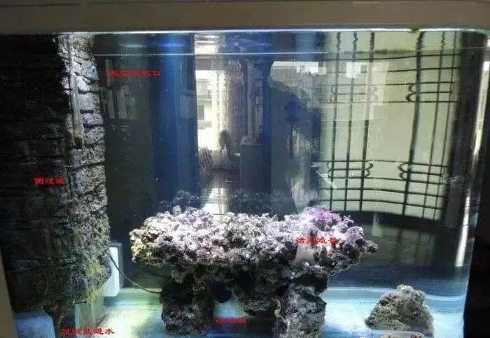 海缸害怕阳光照射吗,海缸如何压制褐藻