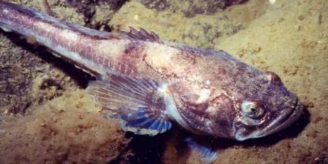 鱼儿会说话吗,鱼儿叫动物吗