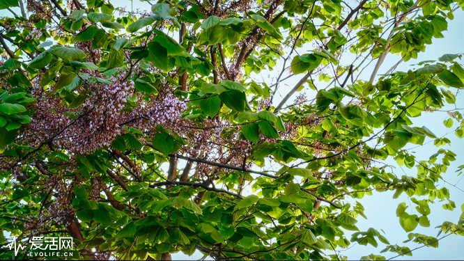 鏉句笅鐢佃th-75hx800c瀵规瘮璇勬祴,鏉句笅鐢佃th-65gx