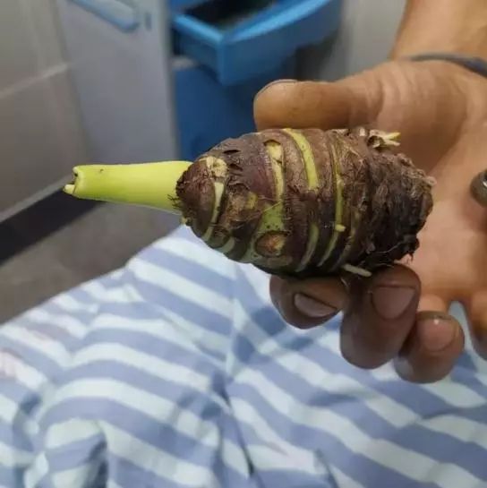 海芋对人有毒吗,海芋中毒不吃药会好吗