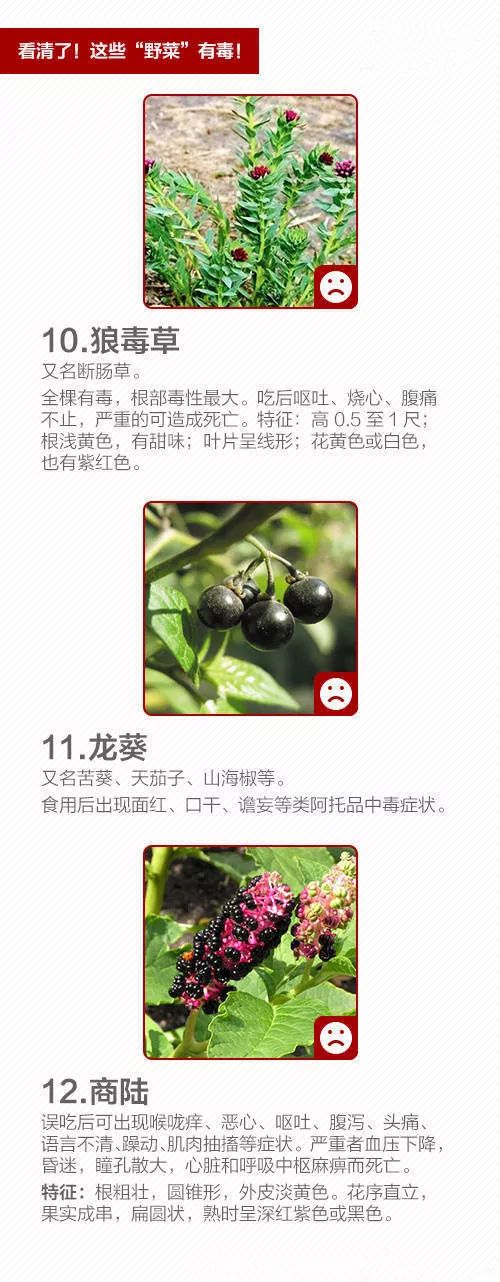 海芋对人有毒吗,海芋中毒不吃药会好吗