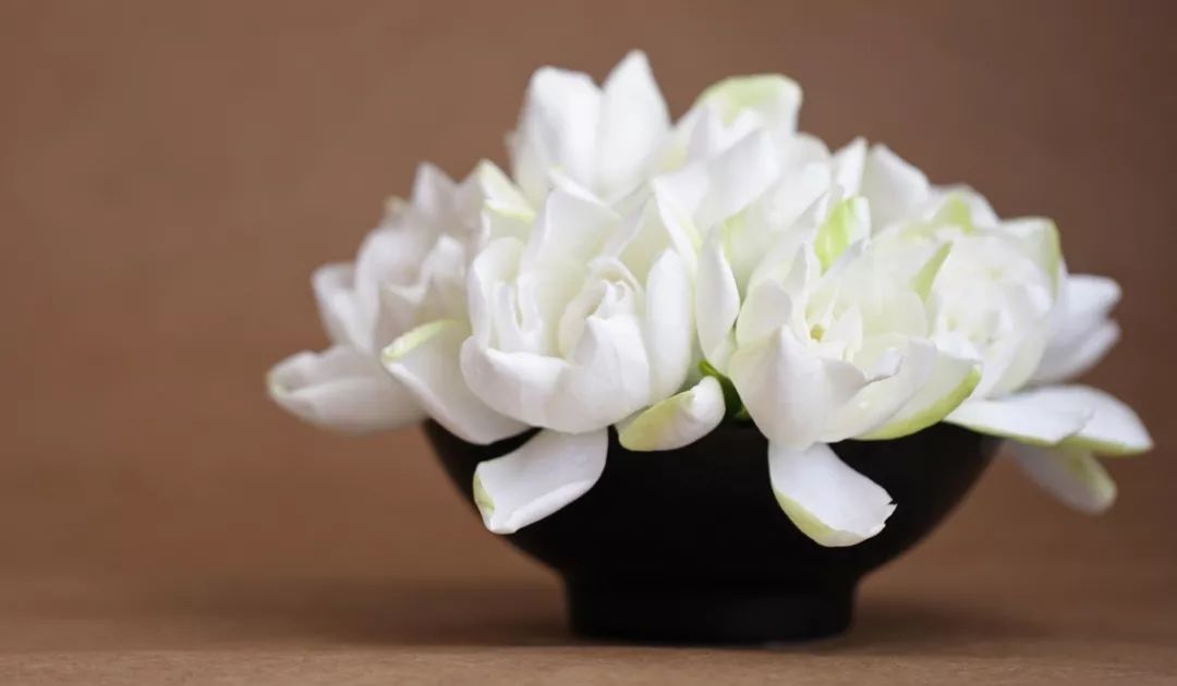 寻香|还原派VS颠覆派？诶呦~想不到这花还有两副面孔！（上）