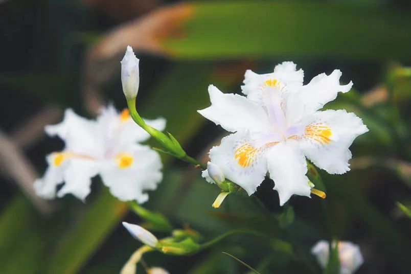 寻香|还原派VS颠覆派？诶呦~想不到这花还有两副面孔！（上）