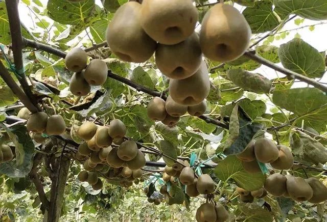 什邡市猕猴桃种植过程,什邡猕猴桃示范园