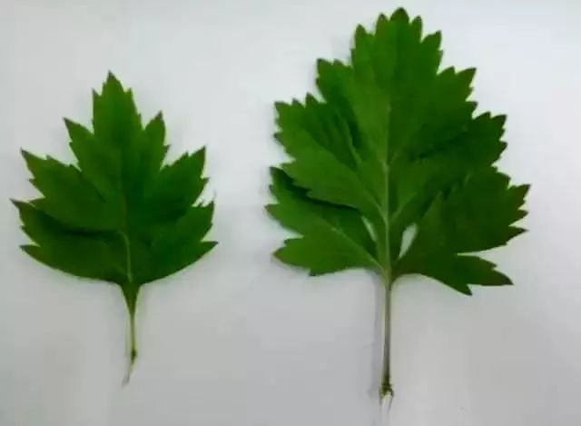 真人秀遇生理期也能撒狗粮,“多喝热水”竟成送命答案