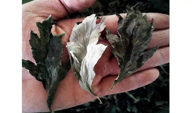 从黑皮逆袭到白皮,从黑皮逆袭到白皮多少瓶精华