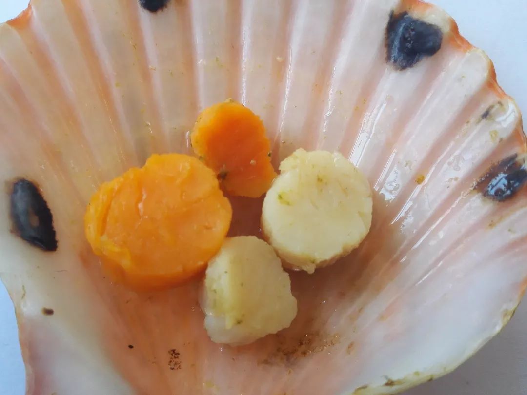 青农育出ins风扇贝|金色扇贝富含类胡萝卜素？又饿了！