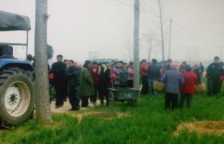 耕地不让种树是什么时候的政策,耕地种桉树新政策