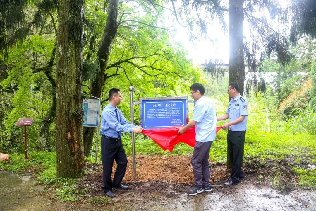 红豆杉树皮正确的吃法,红豆杉树皮的正确吃法