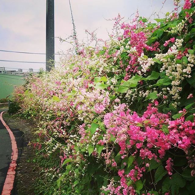 100种爬藤植物花墙,15种常用的园林观花爬藤植物