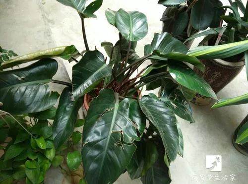 什么植物能吸收甲醛还能净化空气,吸甲醛最好的植物排行榜前十名