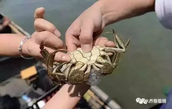 河蟹养殖高产技术问答,河蟹养殖技术及方法