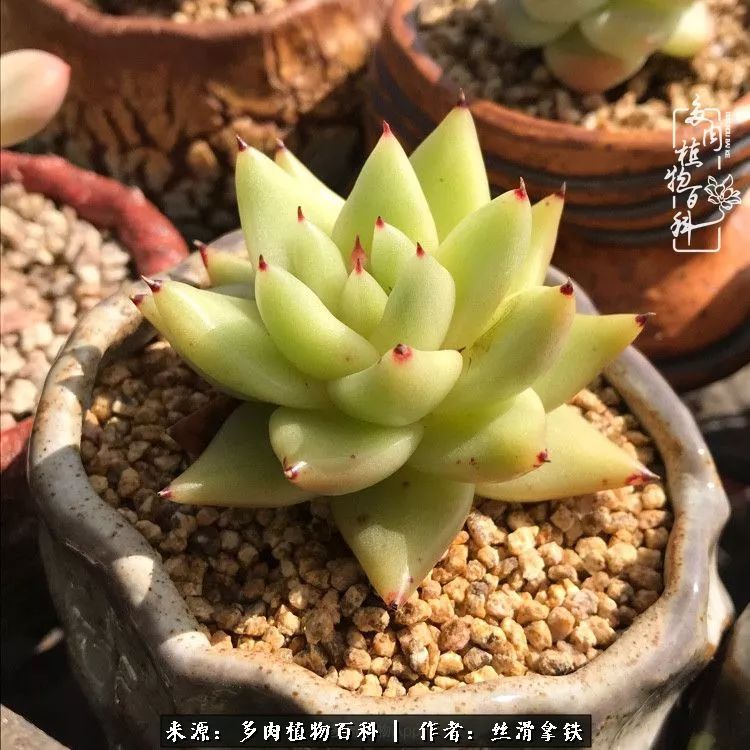 夏季比较耐晒的多肉,夏日的多肉