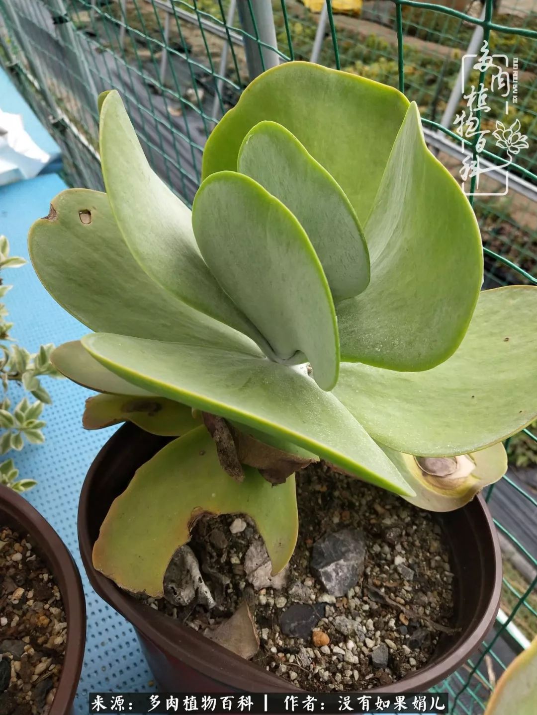 一个80后的养殖人,农村80后养肉人