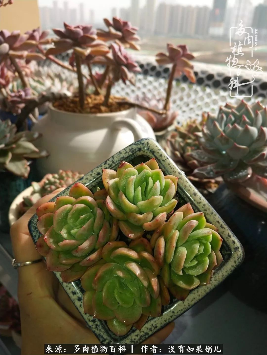 一个80后的养殖人,农村80后养肉人