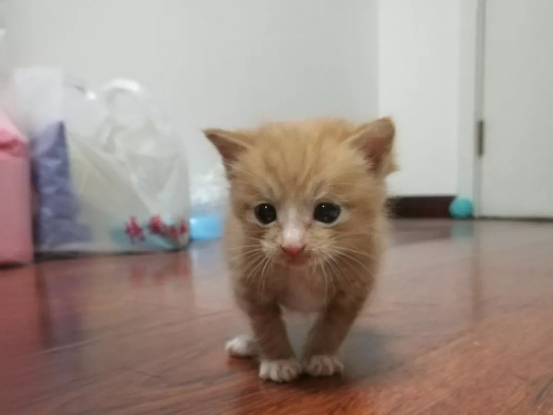 高萌来袭！真小奶猫小奶狗！|毛孩子的童年有多奶？