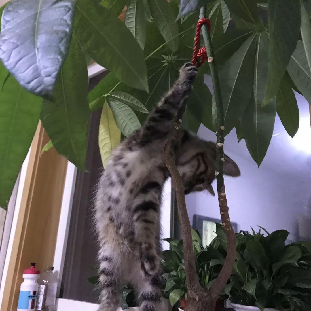 高萌来袭！真小奶猫小奶狗！|毛孩子的童年有多奶？