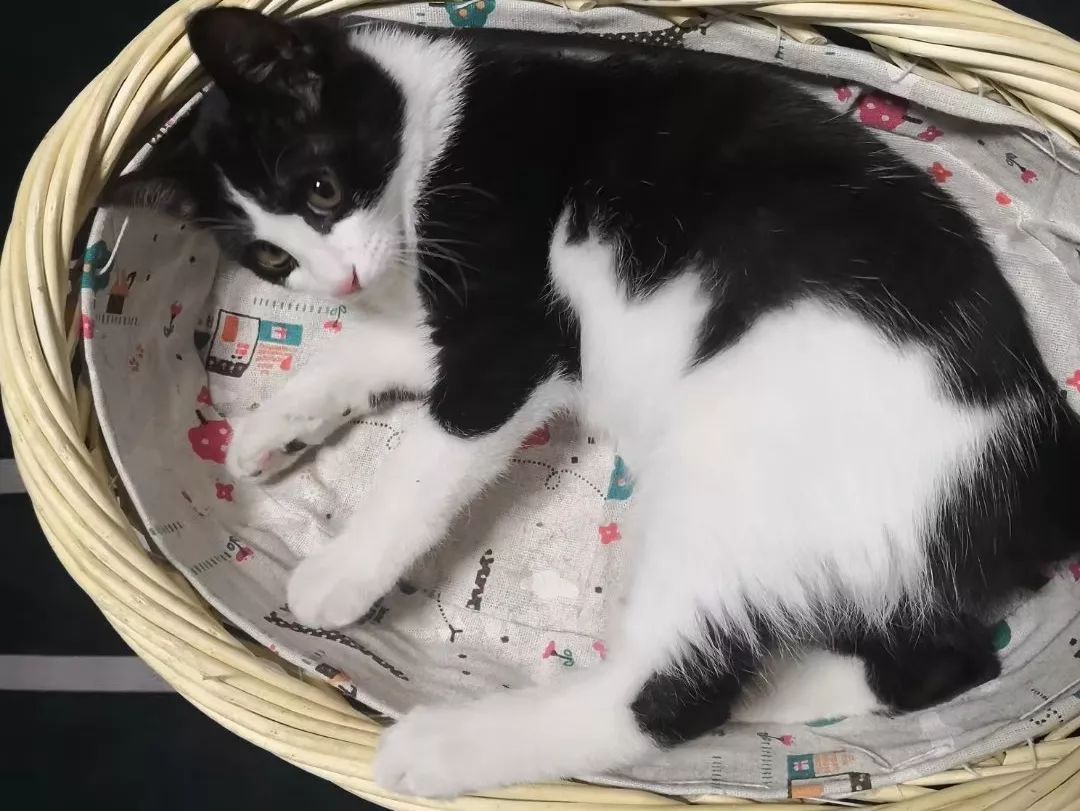 高萌来袭!真小奶猫小奶狗!|毛孩子的童年有多奶?