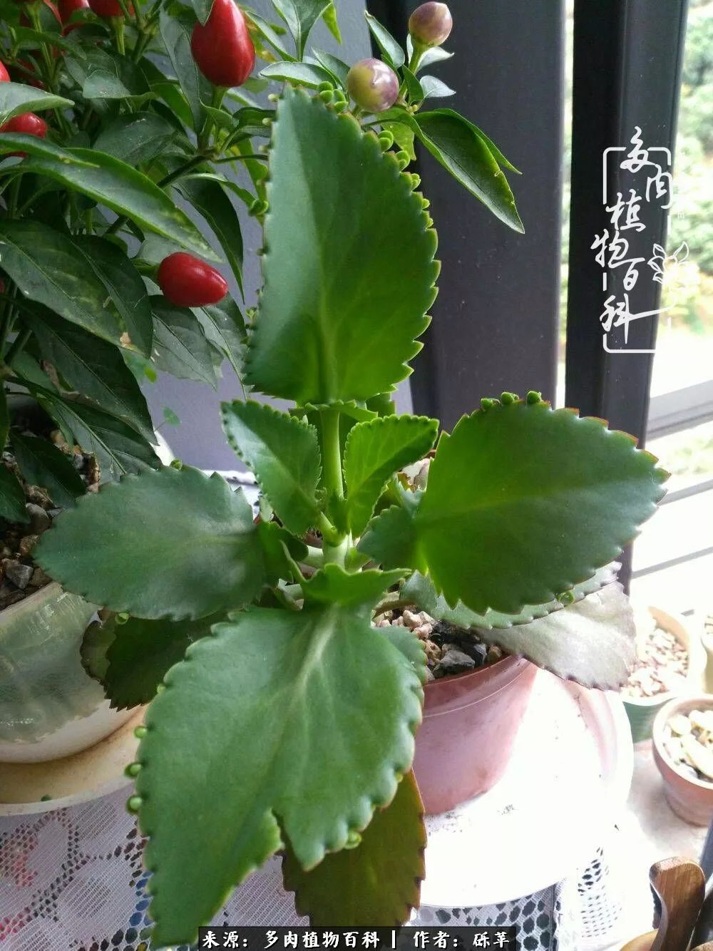 养多肉一个人就可以玩到天荒地老,养多肉的幸福其实很简单