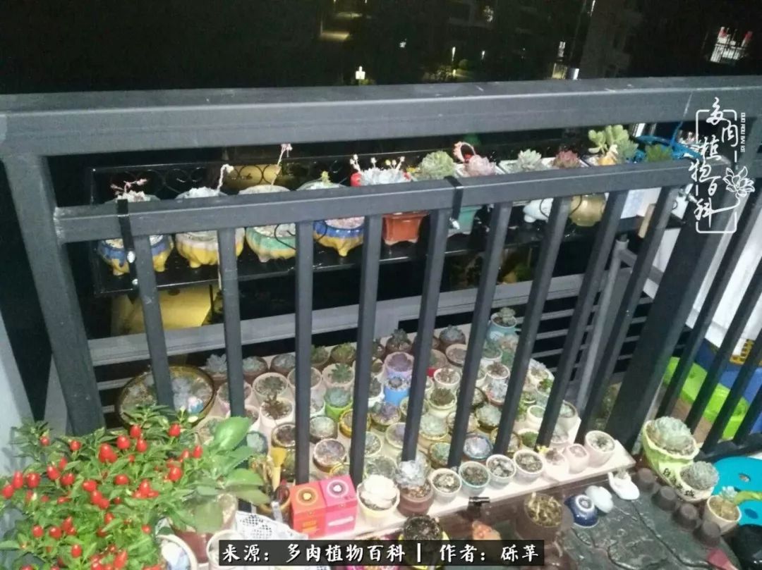 养多肉一个人就可以玩到天荒地老,养多肉的幸福其实很简单