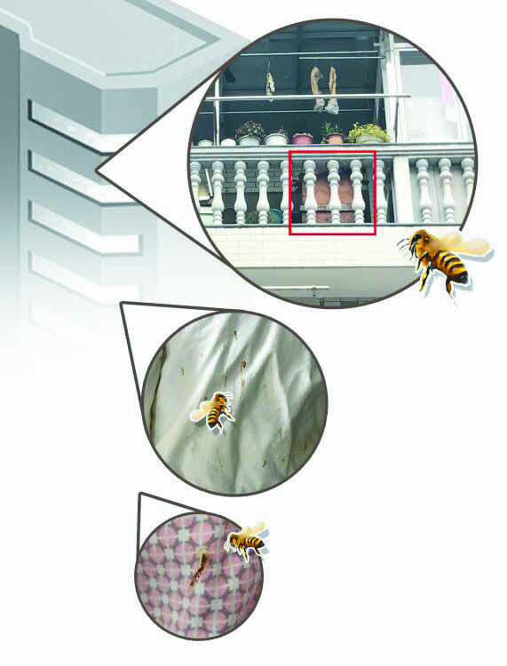 老大爷养蜂视频大全,大爷在阳台养花被报警