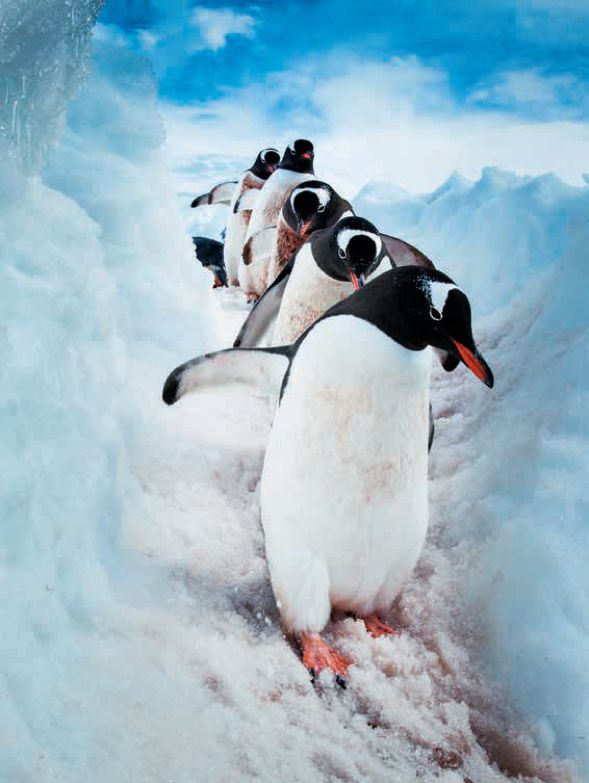 遇到野牛该如何保护自己,遇到美洲野牛怎么办
