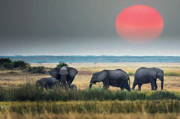 遇到野牛该如何保护自己,遇到美洲野牛怎么办
