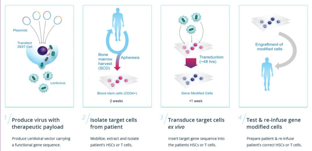 地中海贫血基因疗法是骨髓移植吗,地中海贫血基因疗法还是半相合的