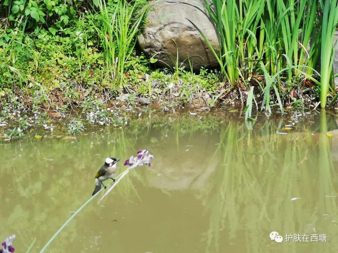 关于皮肤皮炎的几种症状,面部皮炎中医诊断名称