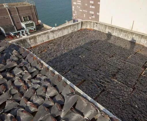 这一回，用了86年的“鳄鱼logo”再次被换，只为保护濒危动物！网友：这是2019年最棒的公益