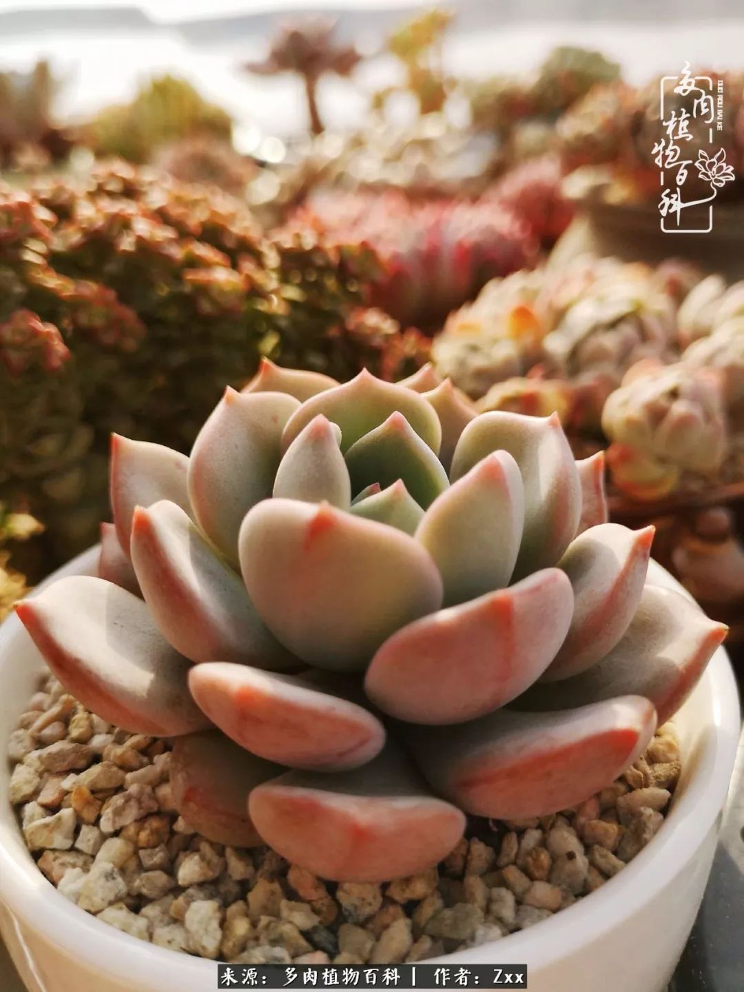 多肉怎么才能养得又美又胖,多肉的特点20个字