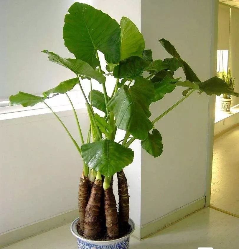 什么植物去甲醛最好又适合放卧室,吸甲醛最好的植物排行