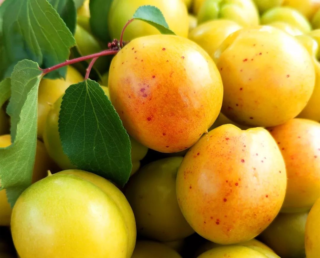 果期仅15天，*安泰**半野生珍珠杏！一口咬下满满桂花香，从牙齿蜜甜到腰！|吃货精选