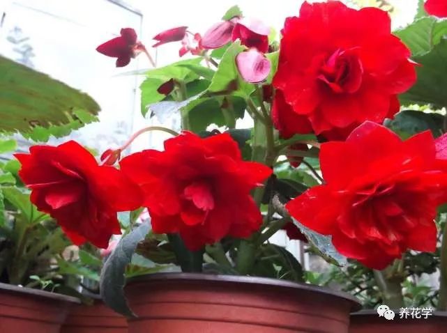 养的花有特别多小黑虫有什么办法,养花小黑飞怎么处理