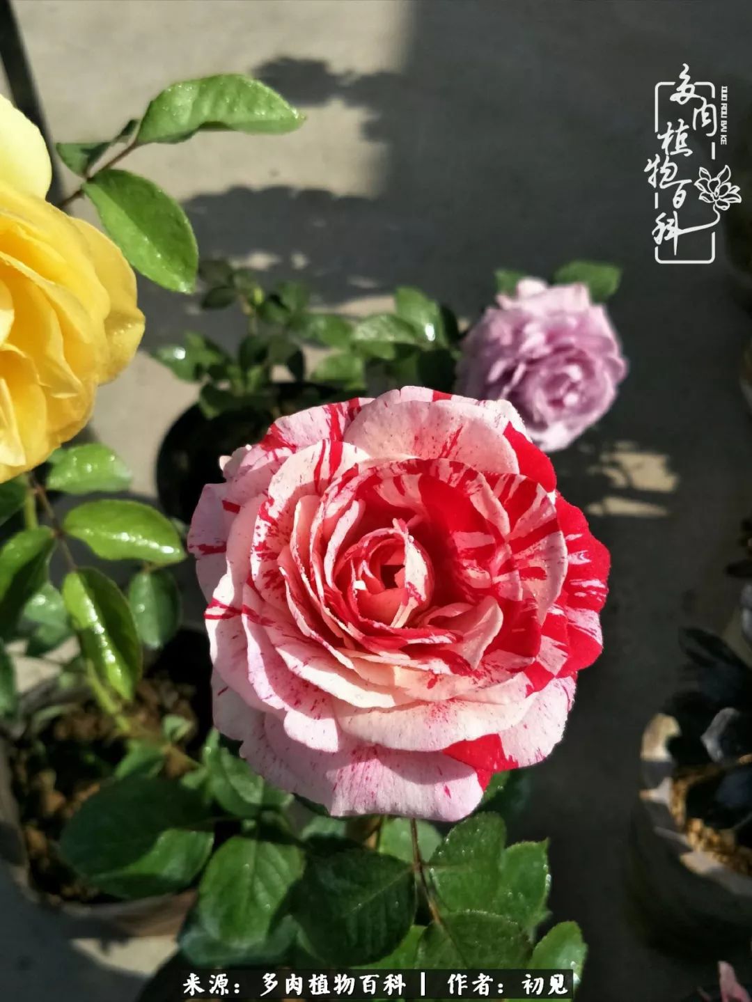 紧张的高三生活也需要适度的放松,紧张焦虑高考