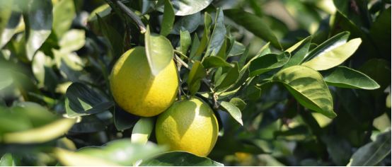 6月补肥很关键，要想果树长的好，光施高磷怎么够？