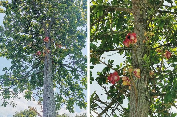 纳尼有假的吗,世界上真的有炮弹树吗