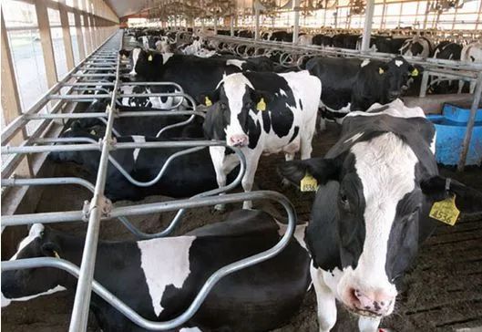 喂奶牛的方法,喂小奶牛奶粉的方法