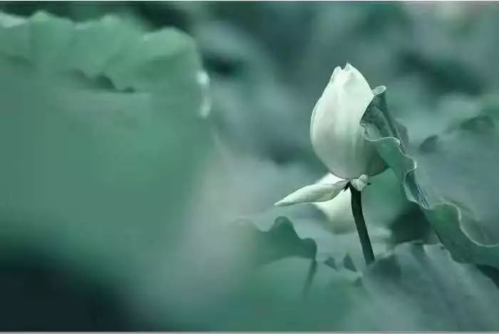 中医养生音乐十大名曲,中医五行养生音乐曲目