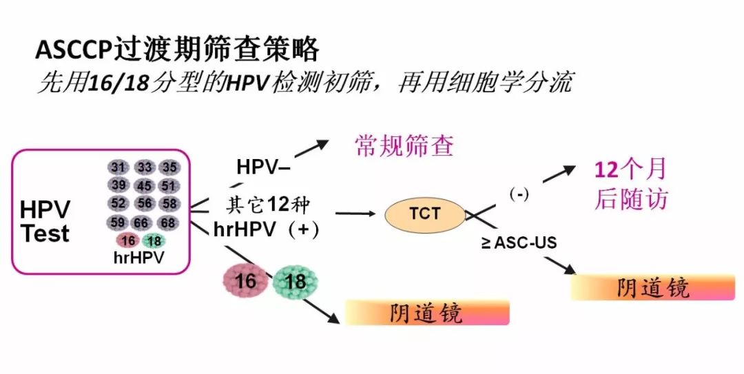 公鸡中的战斗机---人乳头瘤病毒16型（HPV16）